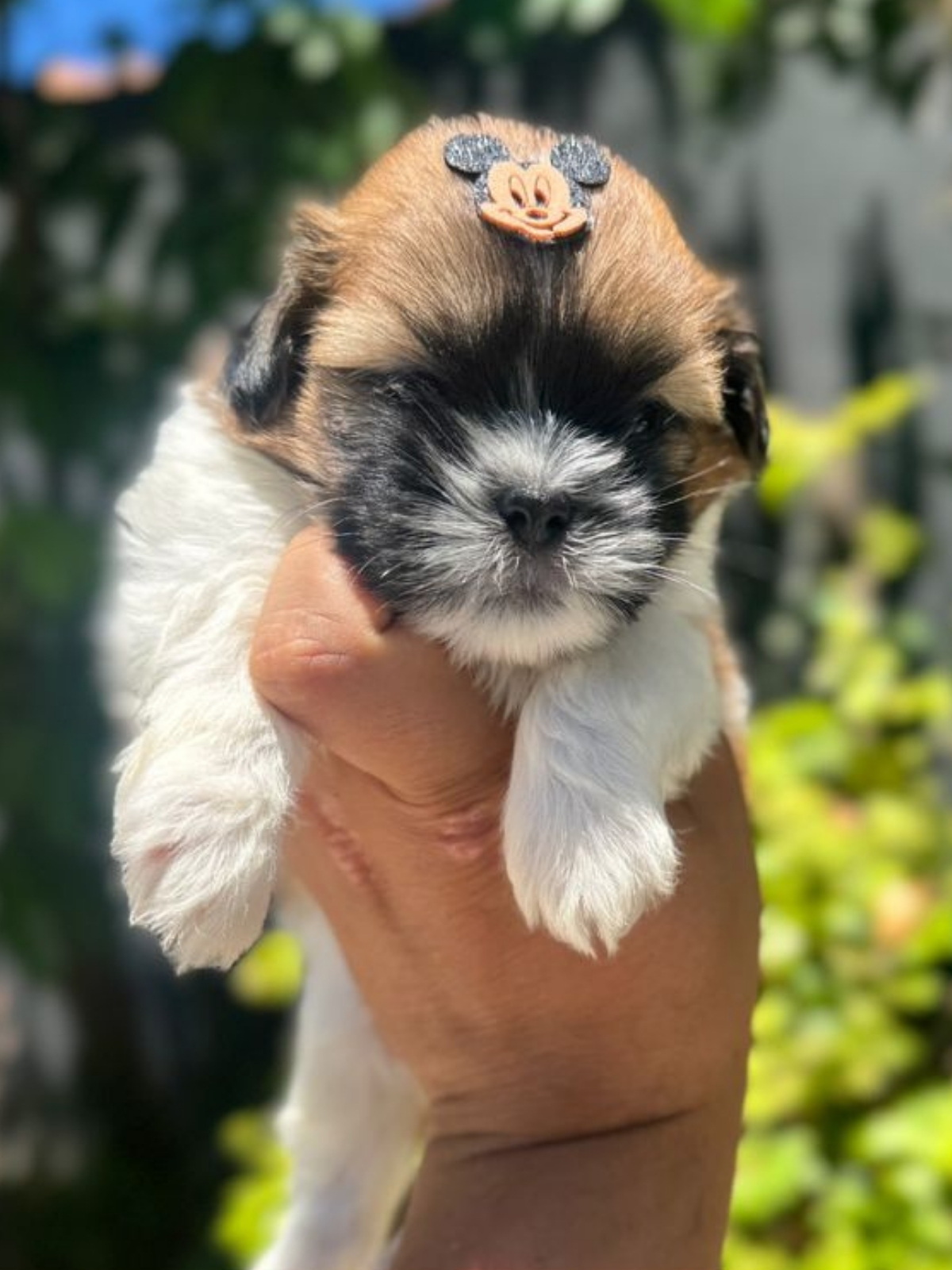 Shi Tzu